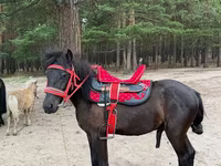 Айғыр, Shetland Pony — 2-сурет