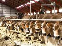 Kuh, Simmental cattle — Foto 3