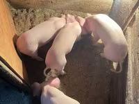 Schweine (Partie, Geschlecht nicht angegeben), Крупная белая — Foto 1