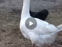 Geese — 1-rasm