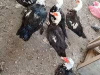 Ducks — foto 1