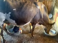 بقرة, Latvian Blue cattle — الصورة 4