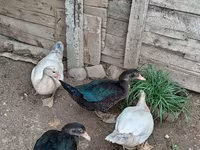 Hausente — Foto 3