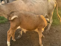 ثور, Simmental cattle — الصورة 2
