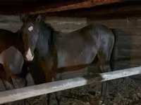 Caballo, Kazakh horse — foto 7