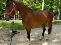 فرس, Dutch warmblood horse — الصورة 6
