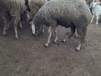 كبش, Baerchuke sheep — الصورة 1