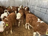 Buğa, Simmental cattle — foto 1