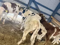牛只（批次，未指定性别）, Cattle — 照片 4