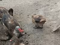 Hausente — Foto 4