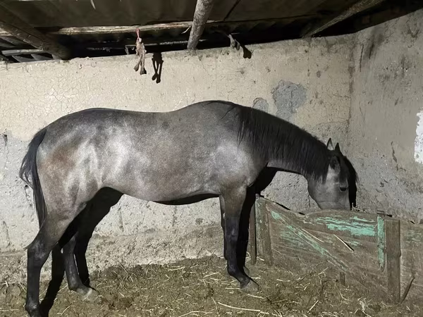 Кобила, Thoroughbred horse