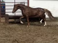 Caballo, Arabian horse — foto 3