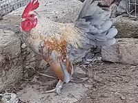 Chickens — फ़ोटो 4