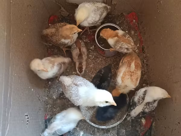 Chickens