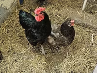 Brahma — Foto 4