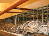 Quails — 照片 1