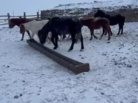At, Mugalzhar horse — foto 5