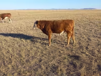 Bull, Kazakh White-headed cow — photo 2
