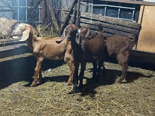 Goats (batch, sex not specified), Goats