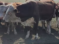 公牛, Kazakh White-headed cow — 照片 8