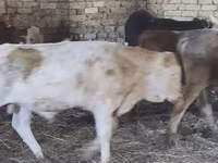Bulle, Simmental cattle — Foto 5