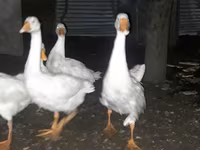 Geese — 照片 3