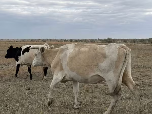 بقرة, Latvian Blue cattle