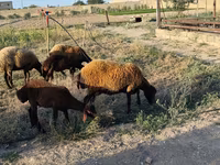 Sheep, Sheep — photo 5