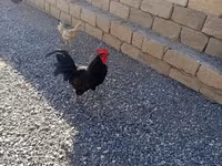 Chickens — الصورة 1