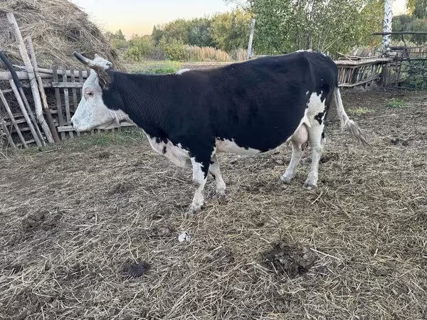 Kuh, Russian Black pied cattle
