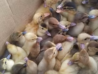 Ducks — foto 1