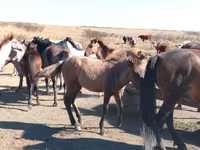 Кінь, Mugalzhar horse — фото 2