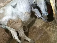 بقرة, الماشية — الصورة 2