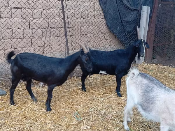 Теке, Saanen goat