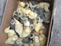 Geese — Foto 2