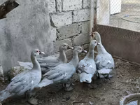 Ducks — Foto 3