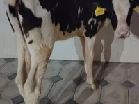 Kuh, Holstein-Rasse — Foto 5