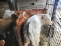 بقرة, Simmental cattle — الصورة 6