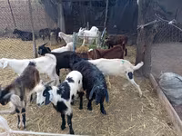 Теке, Pomellata goat — 1-сурет
