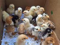 Chickens — Foto 1
