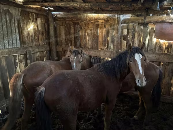 Pferde (Partie, Geschlecht nicht angegeben), Horse breed — Kasachstan