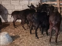 Ziegenbock, Ziegen — Foto 3