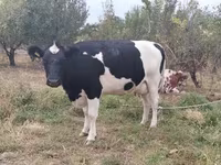 Kuh, Holstein-Rasse — Foto 1