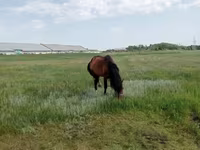 Hengst, Kushum Horse — Foto 5
