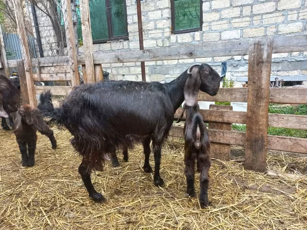 Cabra, Damask goat