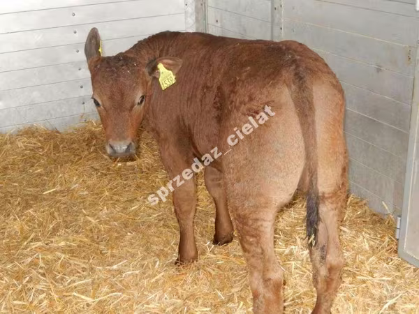 Toro, Vaca Limousin