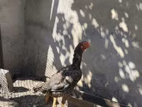 Chickens — Foto 1