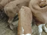 İribuynuzlu mal-qara (partiya, cinsi göstərilməyib), Simmental cattle — foto 3