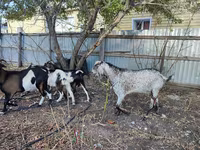 عنزة, Kamori goats — الصورة 2