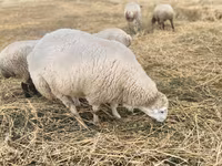 Qoʻchqor, Bardhoka sheep — 1-rasm
